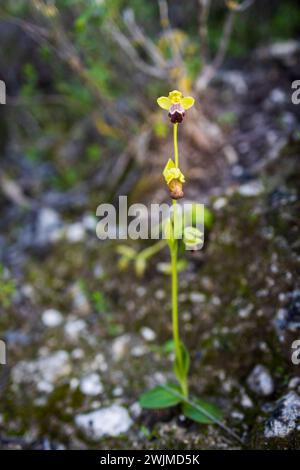 Ophrys omegaifera ssp. Israelitica. Rotes Buch Israels Stockfoto