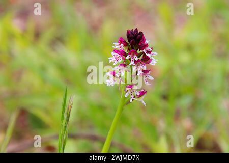 Brandspitzenorchidee (Neotinea ustulata) im Kaiserstuhl bedrohte Arten in Deutschland Stockfoto