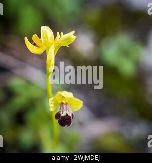 Ophrys omegaifera ssp. Israelitica. Rotes Buch Israels Stockfoto