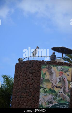 Marabu african im Jungle Park, Teneriffa Stockfoto