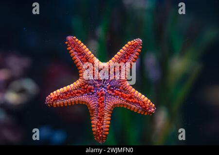 Diese Aufnahmen wurden in einem öffentlichen Aquarium gemacht, wo Familie und Freunde den Tag mit ihren Lieben genießen können, um Meeresfische und andere Tiere zu beobachten Stockfoto