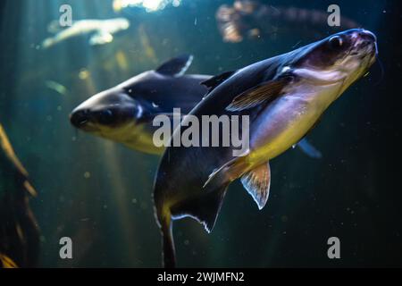 Diese Aufnahmen wurden in einem öffentlichen Aquarium gemacht, wo Familie und Freunde den Tag mit ihren Lieben genießen können, um Meeresfische und andere Tiere zu beobachten Stockfoto