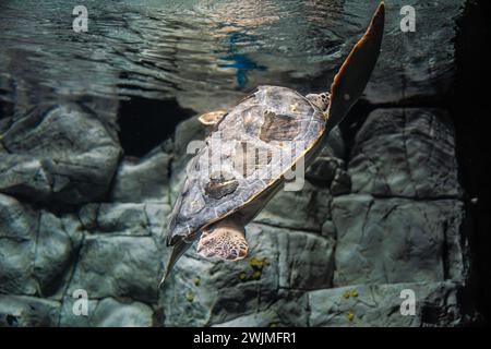 Diese Aufnahmen wurden in einem öffentlichen Aquarium gemacht, wo Familie und Freunde den Tag mit ihren Lieben genießen können, um Meeresfische und andere Tiere zu beobachten Stockfoto