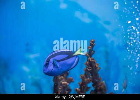 Diese Aufnahmen wurden in einem öffentlichen Aquarium gemacht, wo Familie und Freunde den Tag mit ihren Lieben genießen können, um Meeresfische und andere Tiere zu beobachten Stockfoto