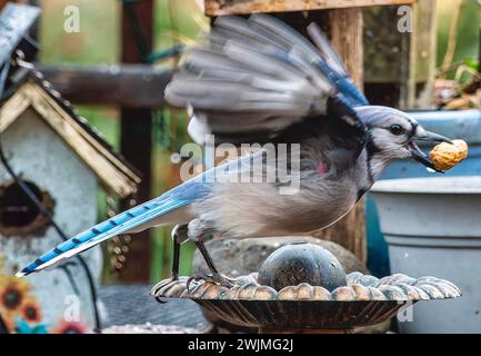 Ein Bluejay kommt an Deck an Stockfoto