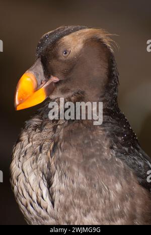 Getuftete Papageientaucher (Fratercula Cirrhata), Oregon Coast Aquarium, Newport, Oregon Stockfoto