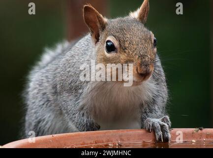 Ein graues Eichhörnchen kommt an Deck an Stockfoto