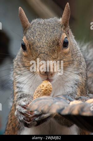 Ein graues Eichhörnchen kommt an Deck an Stockfoto