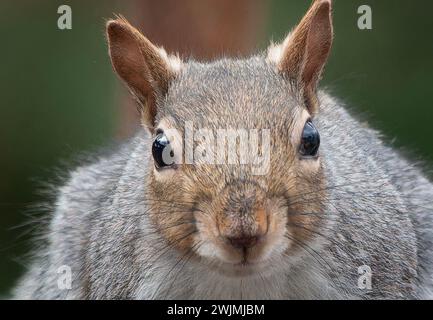 Ein graues Eichhörnchen kommt an Deck an Stockfoto