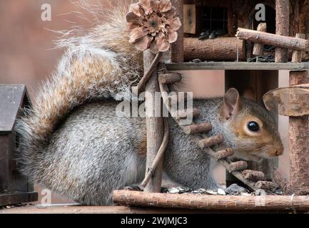 Ein graues Eichhörnchen kommt an Deck an Stockfoto