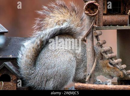 Ein graues Eichhörnchen kommt an Deck an Stockfoto