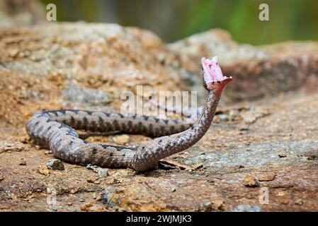 Nasenhornte Viper Strike (Vipera ammodytes) Stockfoto