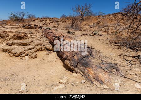 Versteinerte und mineralisierte Baumstämme, Khorixas, Damaraland, Namibia Stockfoto