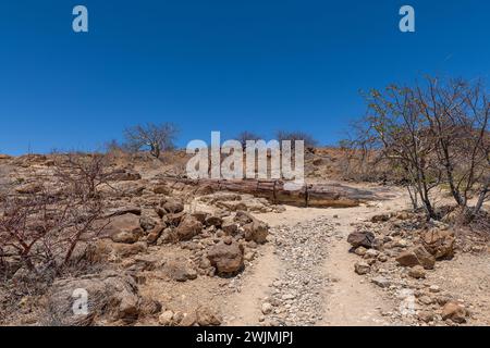 Versteinerte und mineralisierte Baumstämme, Khorixas, Damaraland, Namibia Stockfoto