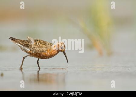 Shorebird - Calidris ferruginea, Curlew Sandpiper auf den Sümpfen, Zugvogel Polen Europa Stockfoto