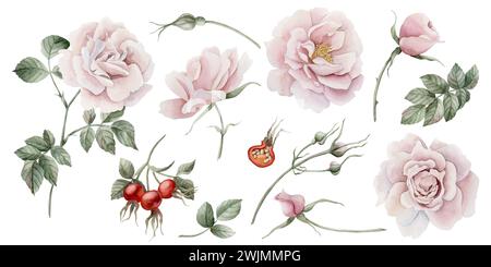 Set aus Rosenblüten, Knospen, Blättern und Beeren. Floral Aquarell Illustration Hand gemalt isoliert auf weißem Hintergrund. Perfekt für Einladungen, Stockfoto