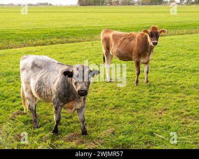 Bulle und Jersey-Kuh auf Weide bei Raard, Friesland, Niederlande Stockfoto