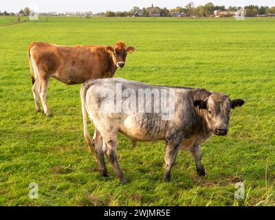 Bulle und Jersey-Kuh auf Weide bei Raard, Friesland, Niederlande Stockfoto