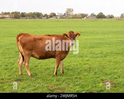 Jersey Kuh auf der Weide mit Blick auf die Kamera, Raard, Friesland, Niederlande Stockfoto