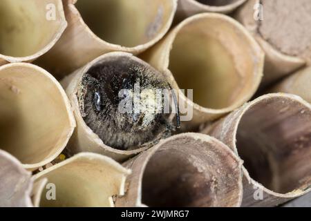 Gehörnte Mauerbiene, Weibchen am Nest, Neströhre, Niströhren, Niströhrchen, Wildbienen-Nisthilfe, Wildbienennisthilfe, Osmia cornuta, European Orchard Stockfoto