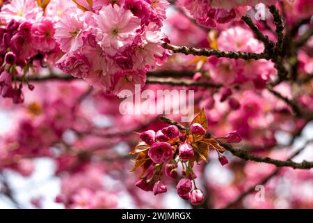 Rosa blühende Sakura-Blüten auf einem Baumzweig Stockfoto