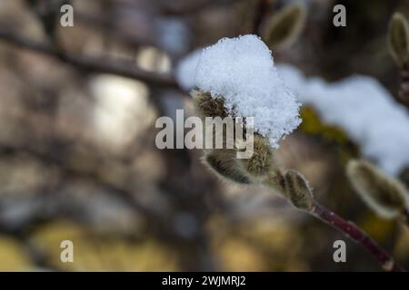 Grüne Magnolienknospen bedeckt mit Schnee auf einem unscharfen natürlichen Hintergrund Stockfoto