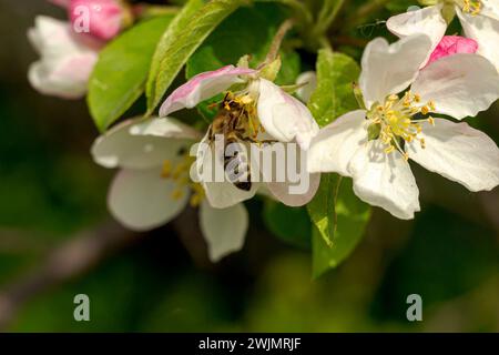 Biene auf einer blühenden Apfelbaumblüte mit grünen Blättern Stockfoto