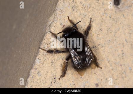 Pelzbien, Gemeine Pelzbiene, Pelz-Biene, Frühlings-Pelzbiene, Frühlingspelzbiene, Weibchen, Anthophora Plumipes, Anthophora acervorum, haarige Füße f Stockfoto