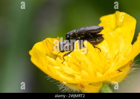 Vierpunktiger Kiefernprachtkäfer, Vierpunktiger Kiefern-Prachtkäfer, Vierpunkt-Kiefernprachtkäfer, Vierpunkt-Nadelholzprachtkäfer, Paar, Pärchen, Paar Stockfoto