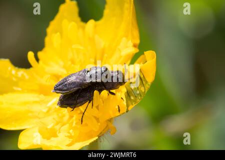 Vierpunktiger Kiefernprachtkäfer, Vierpunktiger Kiefern-Prachtkäfer, Vierpunkt-Kiefernprachtkäfer, Vierpunkt-Nadelholzprachtkäfer, Paar, Pärchen, Paar Stockfoto
