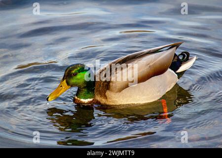 Stockenten-Ente am See Verbano Stockfoto