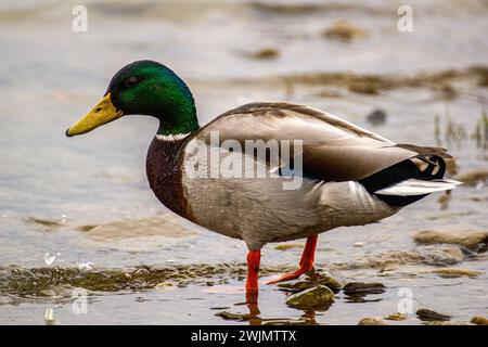 Stockenten-Ente am See Verbano Stockfoto