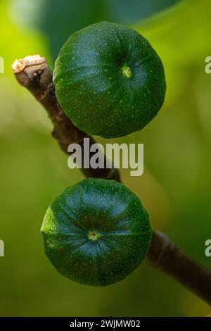 Zwei grüne Feigen auf dem Baum Stockfoto