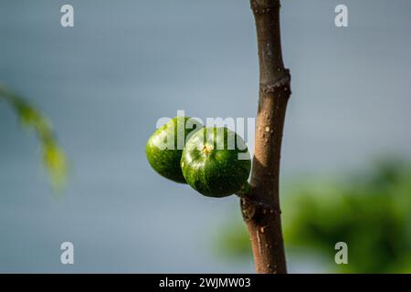 Zwei grüne Feigen auf dem Baum Stockfoto