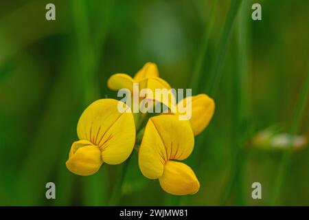 Macro di Lotus corniculatus gelbe Blüte Stockfoto