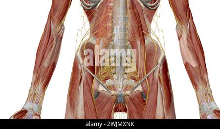 Der Plexus lumbosacralis ist ein Netzwerk von Nervenfasern, die aus den Wurzeln der lumbalen und sakralen Spinalnerven abgeleitet sind, die sich auszweigen, um die Nerven supp zu bilden Stockfoto