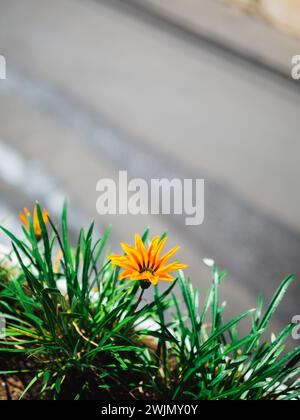 Gelbe Gazania oder Schatzblume in voller Blüte, Gazania rigens splendens. Gelbe Gazania Blume von oben im Garten. Stockfoto