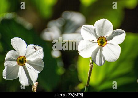 narzissen-Blume Nahaufnahme Stockfoto