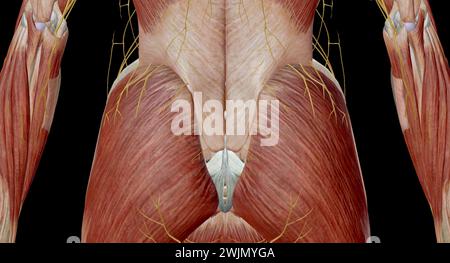 Der Plexus lumbosacralis ist ein Netzwerk von Nervenfasern, die aus den Wurzeln der lumbalen und sakralen Spinalnerven abgeleitet sind, die sich auszweigen, um die Nerven supp zu bilden Stockfoto