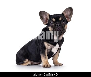 Niedliches Schwarz mit braunem französischem Bulldog-Hündchen, seitlich sitzend. Blick auf die Kamera. Isoliert auf weißem Hintergrund. Stockfoto
