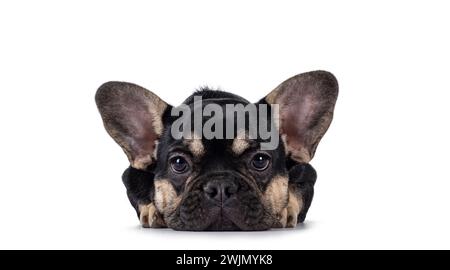 Niedliches Schwarz mit braunem französischem Bulldog-Hündchen, mit dem Kopf nach vorne gerichtet. Blick auf die Kamera. Isoliert auf weißem Hintergrund. Stockfoto