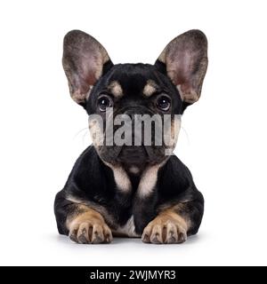 Niedliches Schwarz mit braunem französischem Bulldog-Hündchen, der nach vorne hin liegt. Blick auf die Kamera. Isoliert auf weißem Hintergrund. Stockfoto