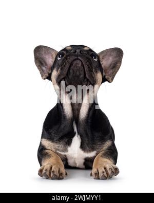 Niedliches Schwarz mit braunem französischem Bulldog-Hündchen, der nach vorne hin liegt. Blick nach oben und über die Kamera. Isoliert auf weißem Hintergrund. Stockfoto