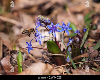 Honigbiene nähert sich den leuchtenden Blauen Scilla-Blüten im Frühfrühlingwald Stockfoto