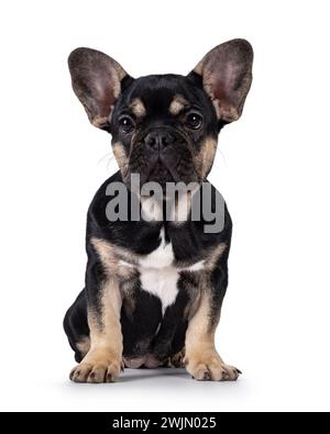 Niedliches Schwarz mit braunem französischem Bulldog-Hündchen, der vorne sitzt. Blick auf die Kamera. Isoliert auf weißem Hintergrund. Stockfoto