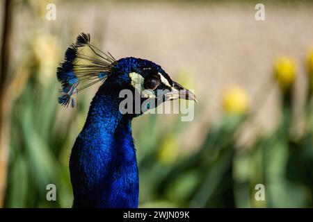 Blauer Pfauzbaum in Metallic Stockfoto