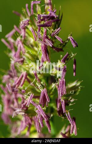 Phleum pratense Stockfoto