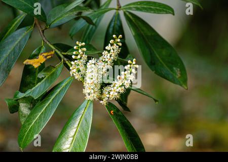 Prunus laurocerasus Blüte Stockfoto