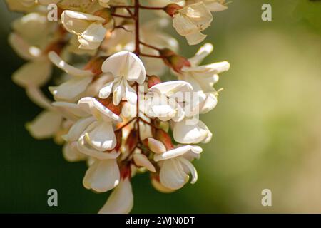 Robinia pseudoacacia weisse Blüten Stockfoto