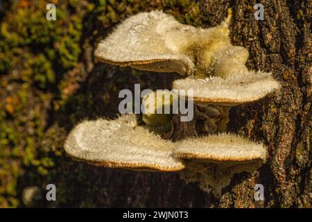 Trametes hirsuta auf dem Kofferraum Nahaufnahme Stockfoto